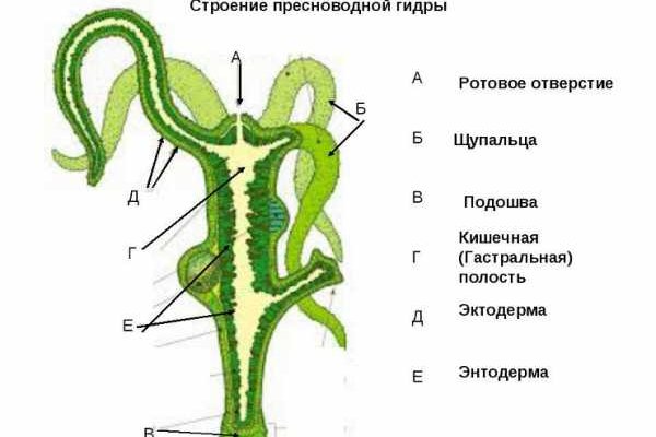 Рабочее зеркало на кракен